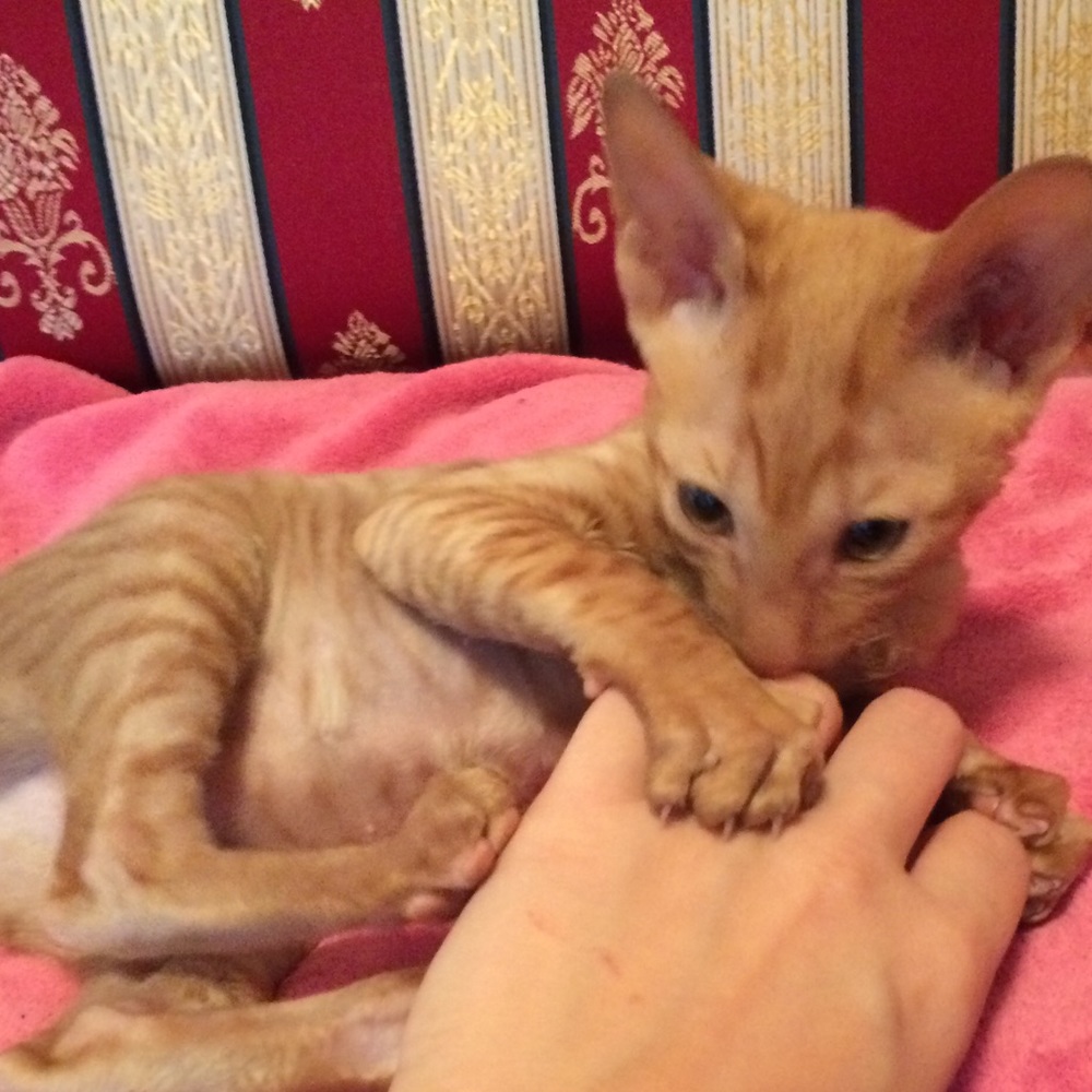 Meet your Posher, Alisa